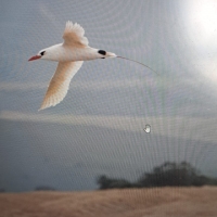 The first record of Red-tailed Tropicbird seen by Eugene Hahndinck at Voelvlei